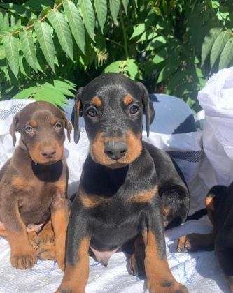 IRKININ EN İYİSİ DOBERMAN YAVRULAR