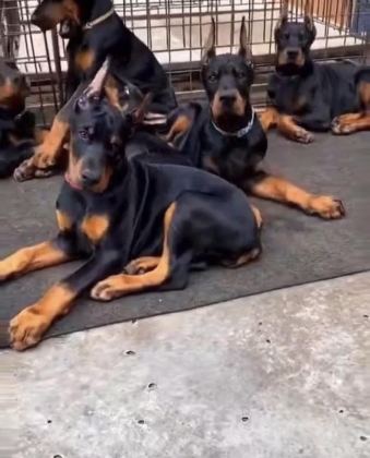 IRKININ EN İYİSİ DOBERMAN YAVRULAR