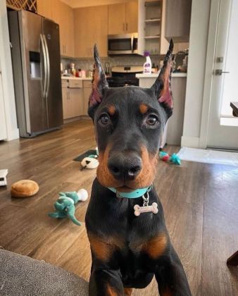 IRKININ EN İYİSİ DOBERMAN YAVRULAR