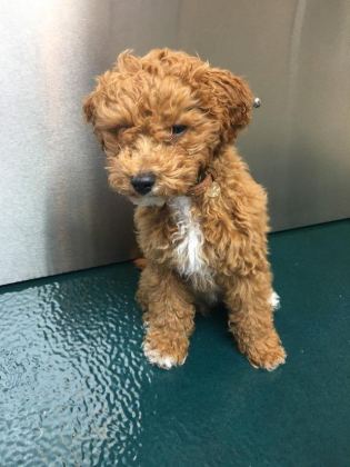 2 AYLIK HAREKETLİ KIVIRCIK TOY POODLE YAVRULARIM
