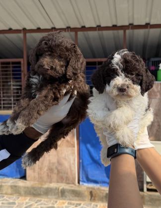 LOGOTTO TÜRÜF MANTAR KÖPEĞİ YAVRULARI
