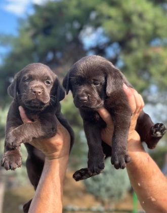 LABRADOR REDRİEVER SEVİMLİ YAVRULAR
