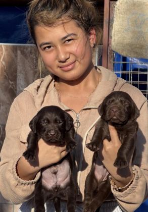 LABRADOR REDRİEVER SEVİMLİ YAVRULAR