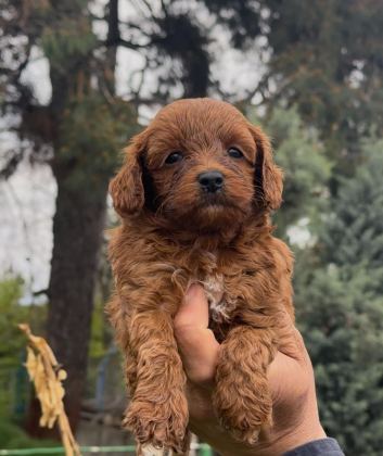 MALTİPO ÇOK SEVİMLİ YAVRULARIM