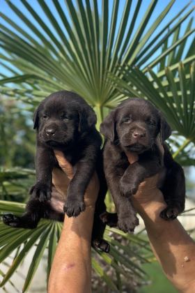 LABRADOR REDRİEVER SEVİMLİ YAVRULAR