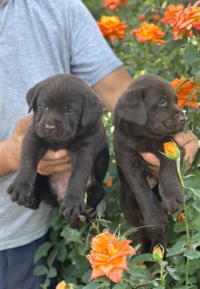 LABRADOR REDRİEVER SEVİMLİ YAVRULAR