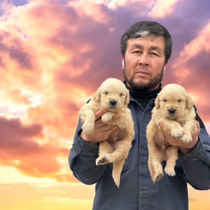 GOLDEN ÇOK SEVİMLİ YAVRULAR RUHSATLI ÇİFTLİK