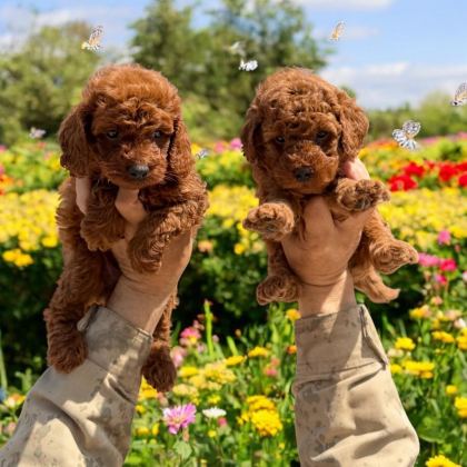 TOYPOODLE SEVİMLİ YAVRULAR EVİNİZİN NEŞESİ