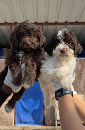 LOGOTTO TÜRÜF MANTAR KÖPEĞİ YAVRULARI