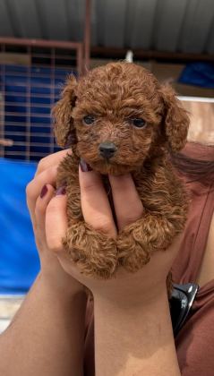 TOYPOODLE SEVİMLİ YAVRULAR EVİNİZİN NEŞESİ