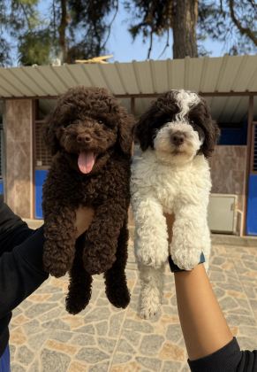 LOGOTTO TÜRÜF MANTAR KÖPEĞİ YAVRULARI