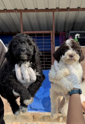 LOGOTTO TÜRÜF MANTAR KÖPEĞİ YAVRULARI
