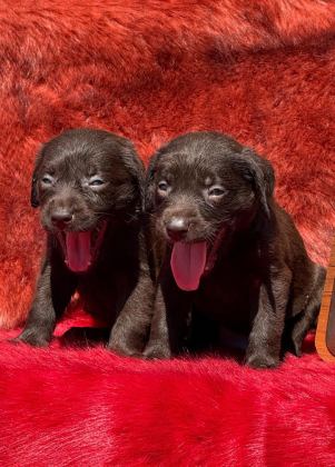 LABRADOR REDRİEVER SEVİMLİ YAVRULAR
