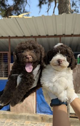 LOGOTTO TÜRÜF MANTAR KÖPEĞİ YAVRULARI