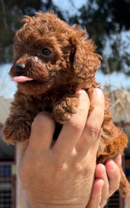 TOYPOODLE SEVİMLİ YAVRULAR EVİNİZİN NEŞESİ