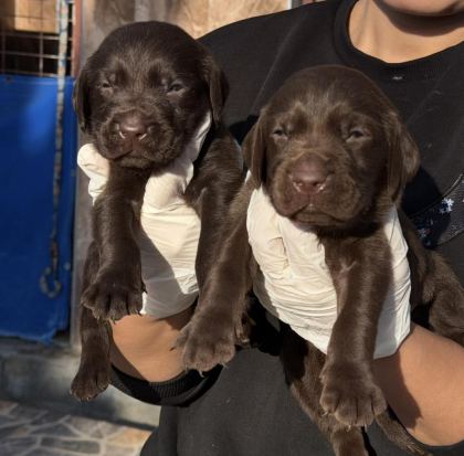 LABRADOR REDRİEVER SEVİMLİ YAVRULAR