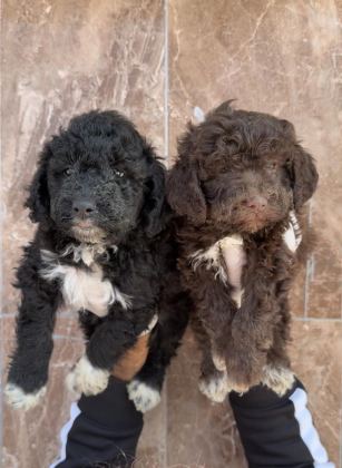 LOGOTTO TÜRÜF MANTAR KÖPEĞİ YAVRULARI