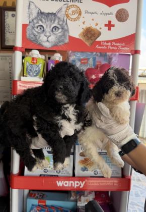 LOGOTTO TÜRÜF MANTAR KÖPEĞİ YAVRULARI