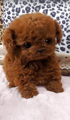 TOYPOODLE SEVİMLİ YAVRULAR EVİNİZİN NEŞESİ