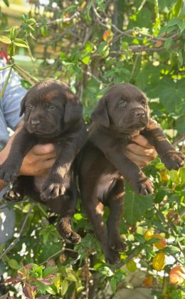 LABRADOR REDRİEVER SEVİMLİ YAVRULAR