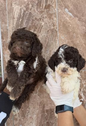 LOGOTTO TÜRÜF MANTAR KÖPEĞİ YAVRULARI