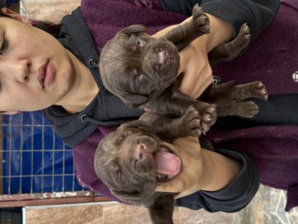 LABRADOR REDRİEVER SEVİMLİ YAVRULAR