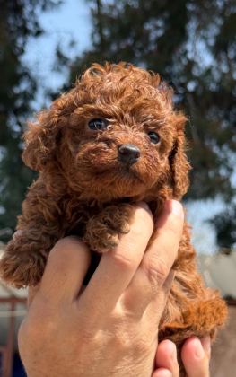 TOYPOODLE SEVİMLİ YAVRULAR EVİNİZİN NEŞESİ