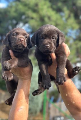 LABRADOR REDRİEVER SEVİMLİ YAVRULAR