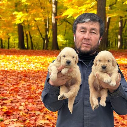 GOLDEN ÇOK SEVİMLİ YAVRULAR RUHSATLI ÇİFTLİK