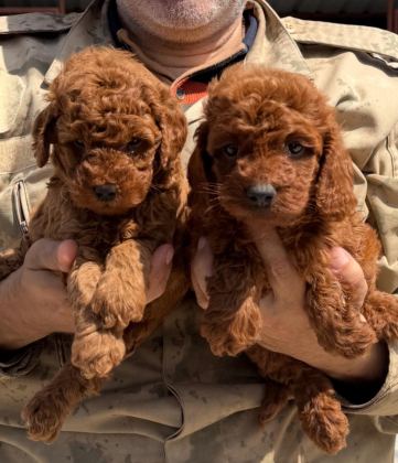TOYPOODLE SEVİMLİ YAVRULAR EVİNİZİN NEŞESİ