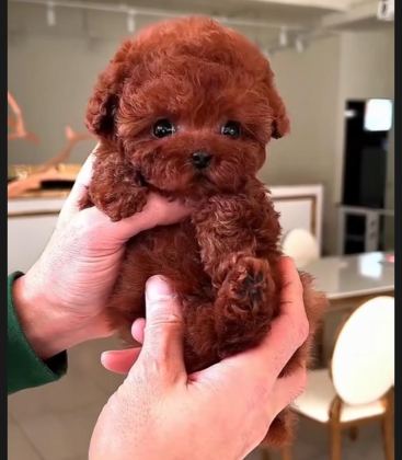 TOYPOODLE SEVİMLİ YAVRULAR EVİNİZİN NEŞESİ