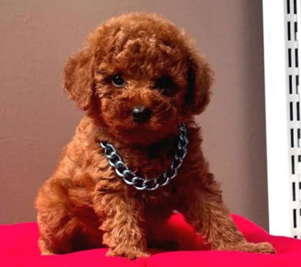 TOYPOODLE SEVİMLİ YAVRULAR EVİNİZİN NEŞESİ
