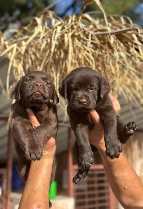 LABRADOR REDRİEVER SEVİMLİ YAVRULAR