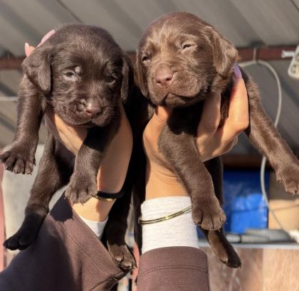 LABRADOR REDRİEVER SEVİMLİ YAVRULAR