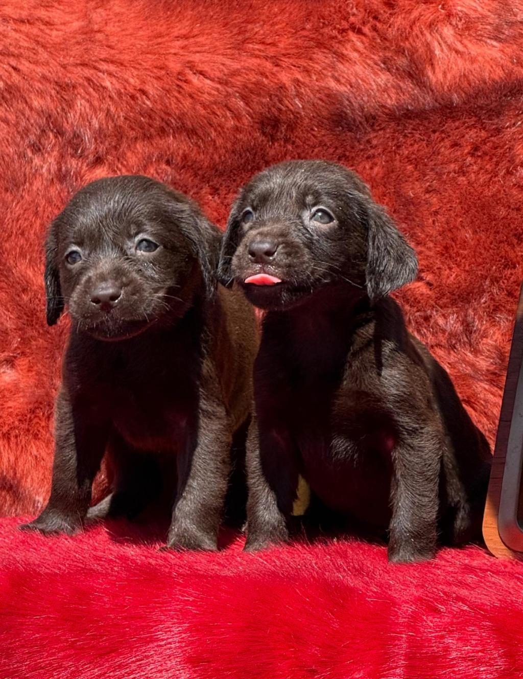 LABRADOR REDRİEVER SEVİMLİ YAVRULAR