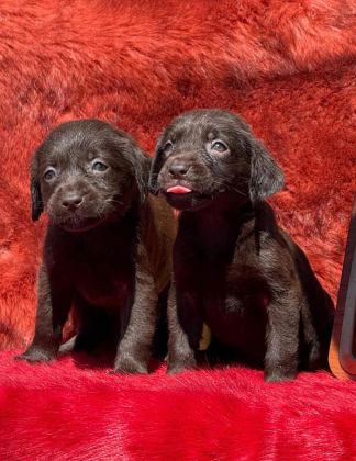 LABRADOR REDRİEVER SEVİMLİ YAVRULAR