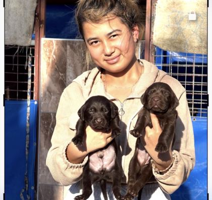 LABRADOR REDRİEVER SEVİMLİ YAVRULAR