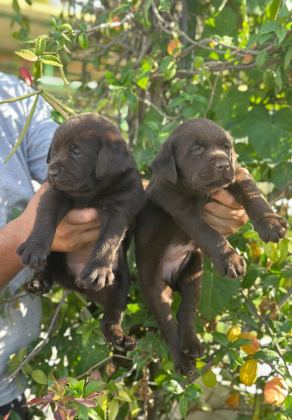LABRADOR REDRİEVER SEVİMLİ YAVRULAR