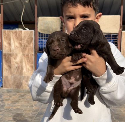 LABRADOR REDRİEVER SEVİMLİ YAVRULAR