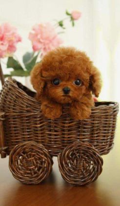 TOYPOODLE SEVİMLİ YAVRULAR EVİNİZİN NEŞESİ