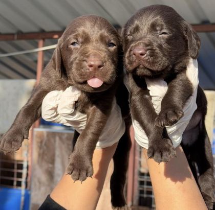 LABRADOR REDRİEVER SEVİMLİ YAVRULAR