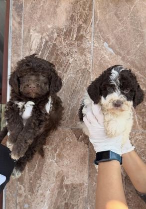 LOGOTTO TÜRÜF MANTAR KÖPEĞİ YAVRULARI