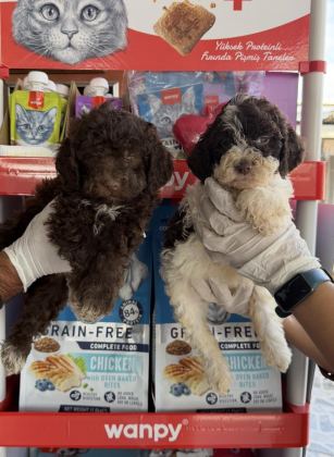 LOGOTTO TÜRÜF MANTAR KÖPEĞİ YAVRULARI
