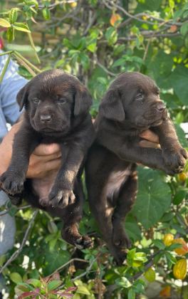 LABRADOR REDRİEVER SEVİMLİ YAVRULAR