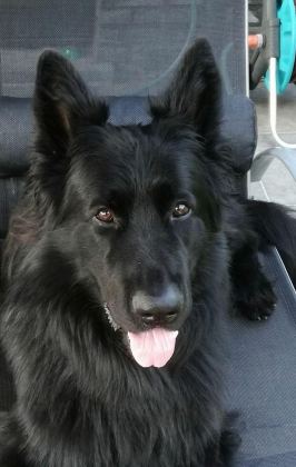 ŞECERELİ SİYAH ALMAN ÇOBAN KÖPEĞİ