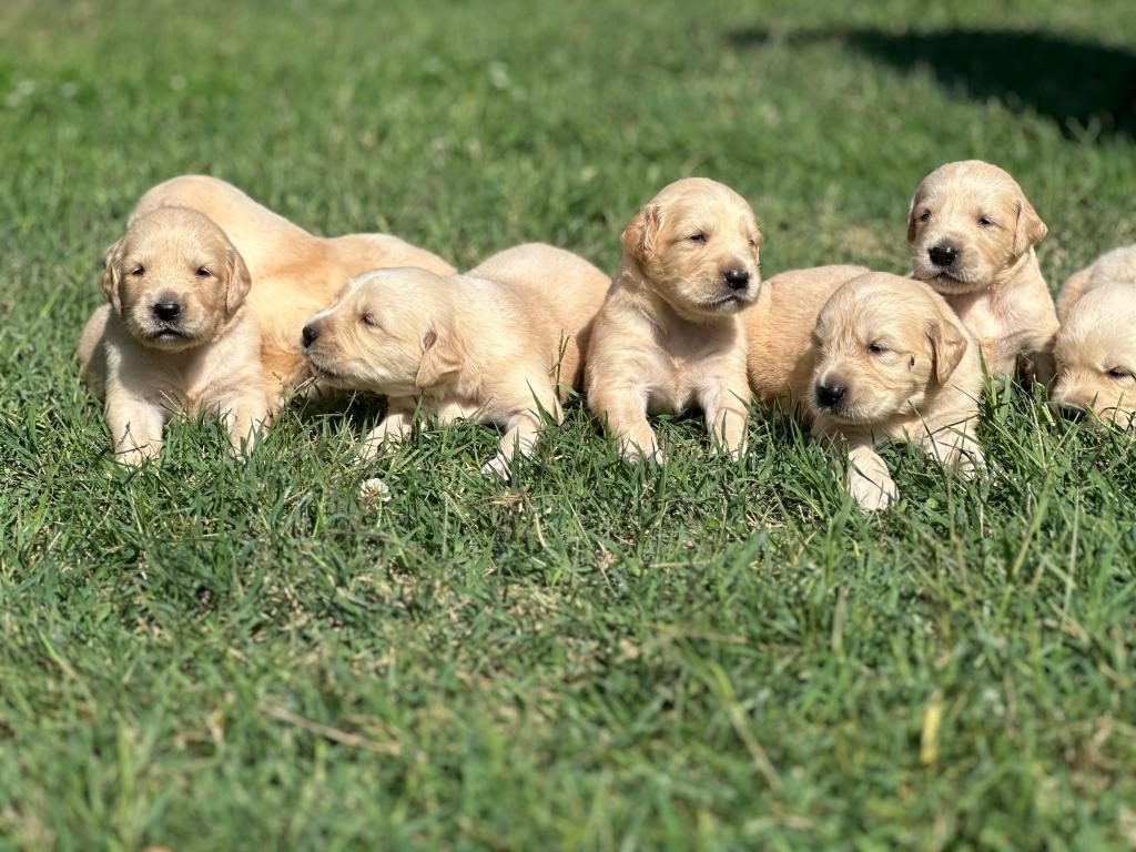 SAFKAN GOLDEN RETRİEVER YAVRULAR