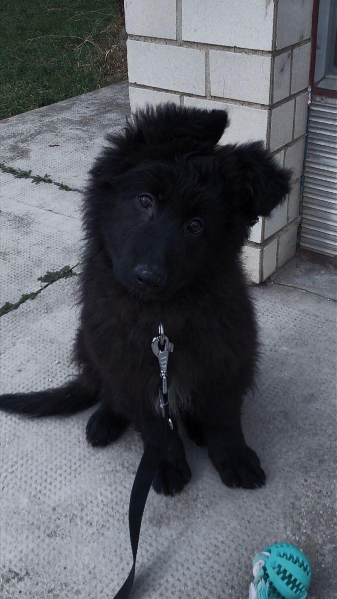 ŞECERELİ SİYAH ALMAN ÇOBAN KÖPEĞİ