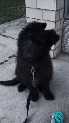 ŞECERELİ SİYAH ALMAN ÇOBAN KÖPEĞİ