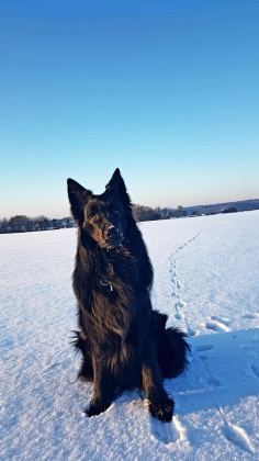 ŞECERELİ SİYAH ALMAN ÇOBAN KÖPEĞİ