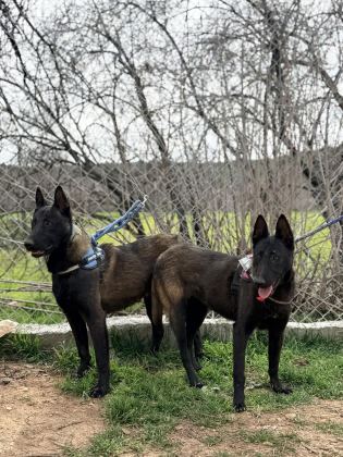 BELCİKA DARK MALİNOİS